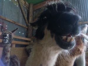 1458442_10152073735769801_366347723_n