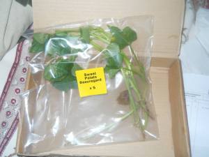 217361_4196285764721_459677238_n