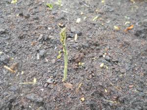 553952_4165362351655_550037555_n