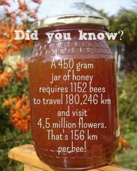 43951043_2261743254112711_6183342941491167232_n