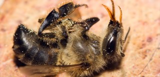 dead-bee-791x382