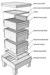 hive structure