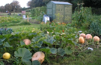 pumpkins old plot