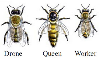 three_types_of_bees