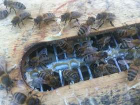 46837061_354469262030313_7079979220650164224_n