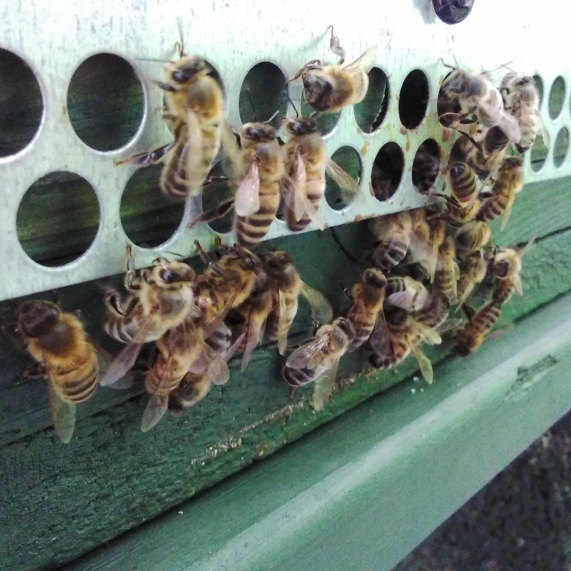 116071339_10213666296530999_5410276717015334210_o